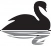 Schwarze Schwan