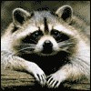 Rocoon