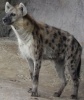 Hyena Sternkrieg